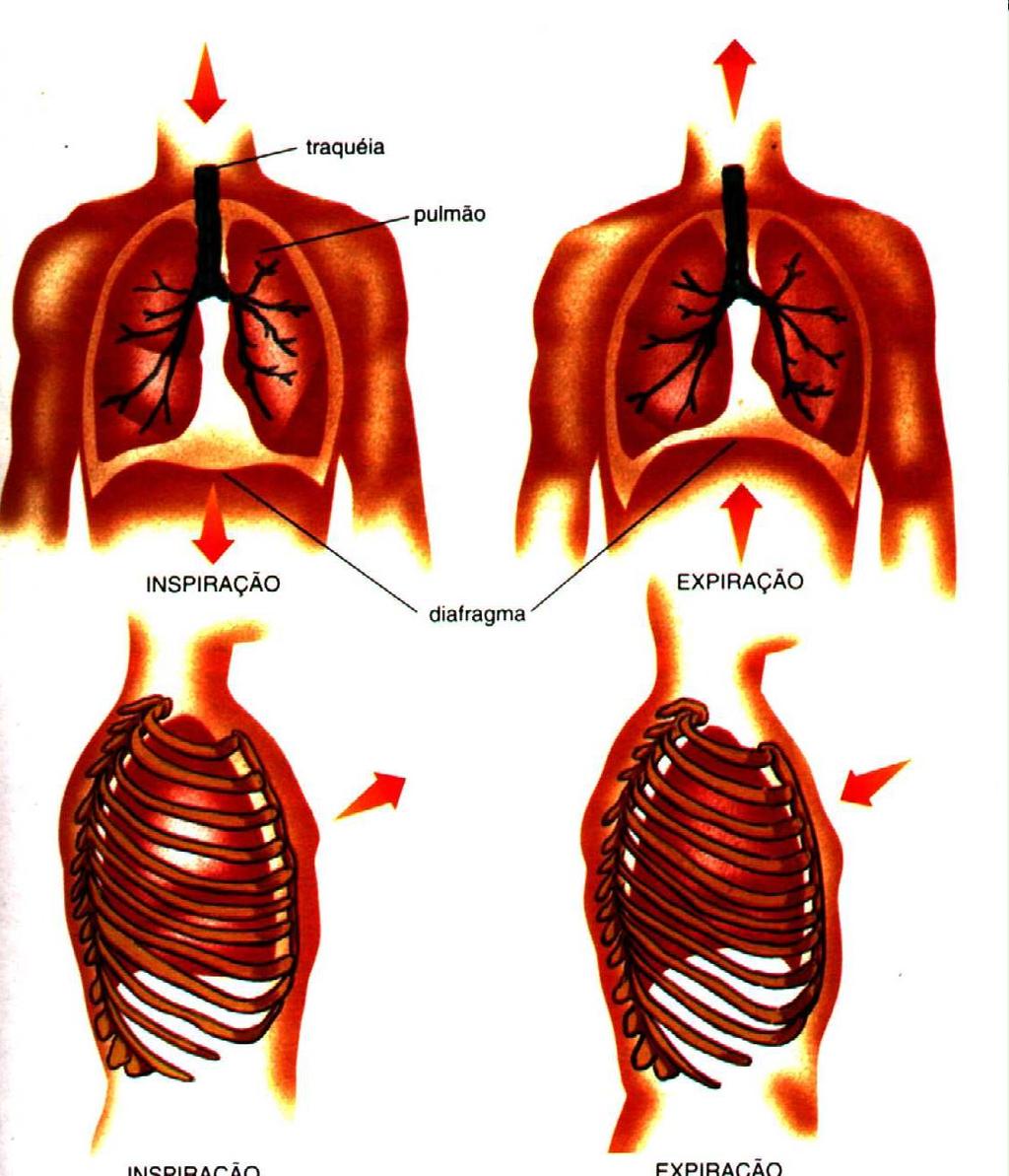 Mecânica da Respiração Inspiração Expiração Músculos Intercostais e Diagragma contraem Músculos Intercostais e