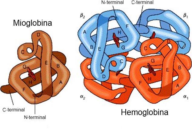 Mioglobina x Hemoglobina Mioglobina: - 1 grupamento Heme - 1