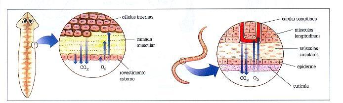 3. Tipos de Sistemas Respiratórios Cutânea por difusão Trocas ocorrem pelo tegumento (pele, cutícula, epiderme) Ex:animais pequenos e/ou aquáticos Direta ou indireta Direta