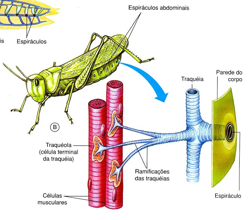 Respiração Traqueal Ex: insetos, miriápodes