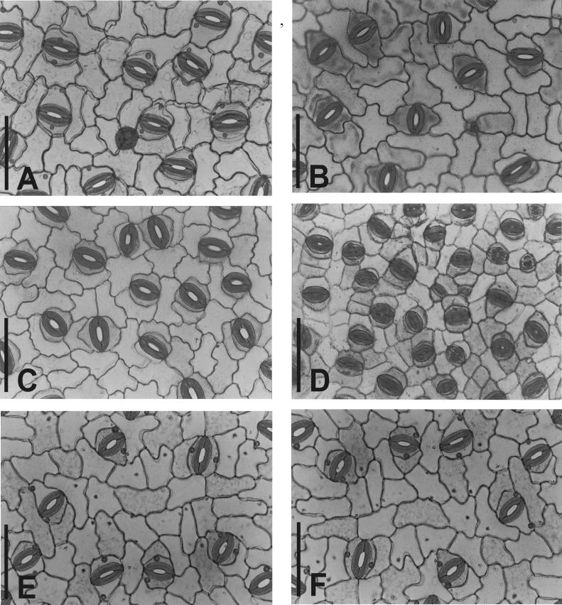 Efeitos de citocininas sobre a anatomia foliar e crescimento de Annona glabra L. durante o cultivo in vitro e ex vitro.