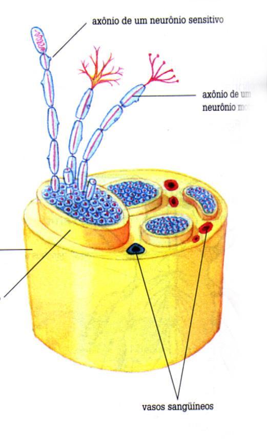 2.2. Sistema Nevoso Periférico Nervos (feixes de axônios) Gânglios (aglomerações de corpos