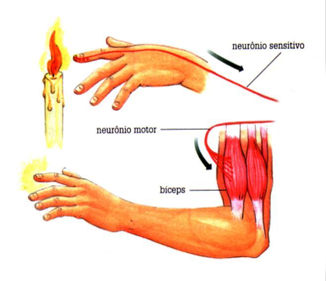 Só há dois tipos de neurônios no S.N.P.