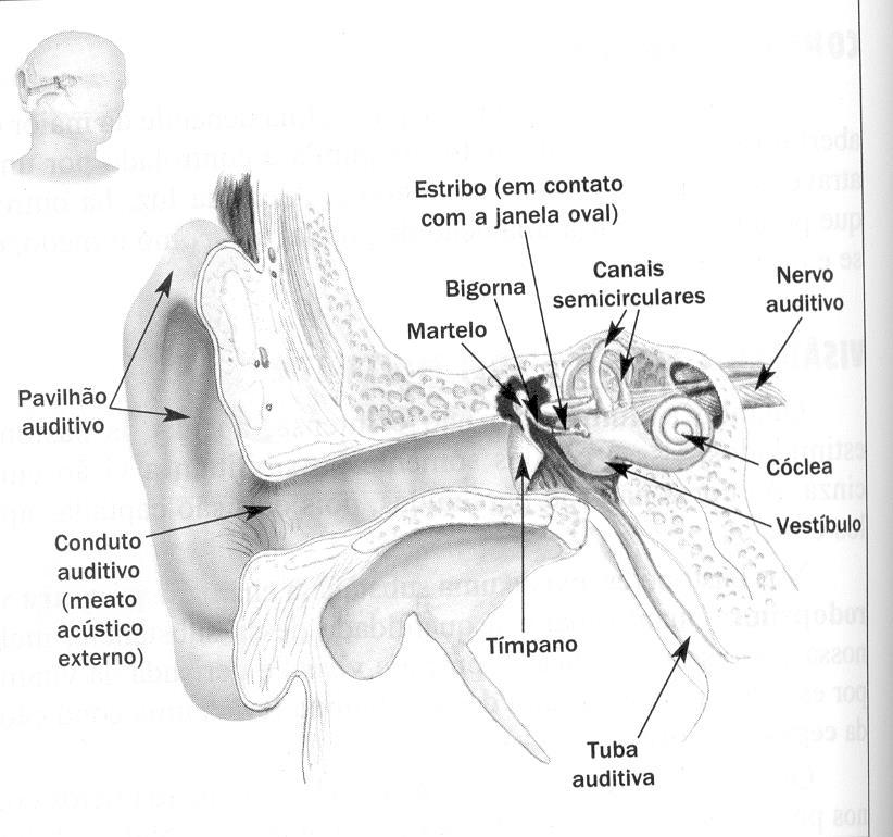 Órgãos dos sentidos Audição - Orelha externa: pavilhão auditivo + conduto auditivo. Produção de cera; - Orelha média: tímpano separa orelha externa da média.
