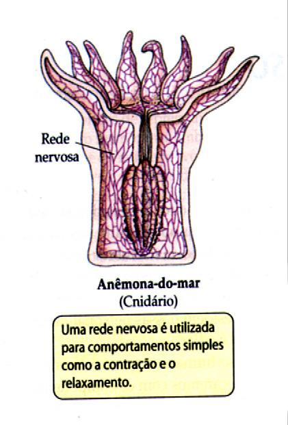 2. Evolução do Sistema Nervoso Invertebrados -> ventral vertebrados -> dorsal Irritabilidade -> Poríferos -> ausência de sistema nervoso Resposta inespecífica e excessiva