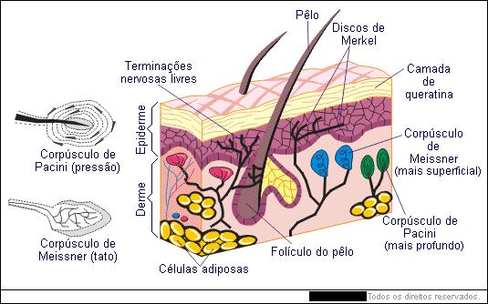 Órgãos dos sentidos Tato - Toques leves: corpúsculo de