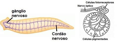 2.2. Sistema Nervoso ganglionar -> Início da cefalização Gânglio: aglomeração de