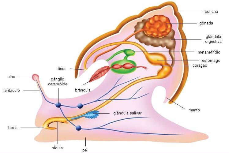 2.2. Sistema Nervoso Ganglionar Moluscos -> 3 pares de gânglios (cerebrais, pedais e