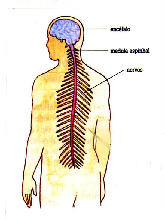 2. Sistema Nervoso Cérebro-espinhal encéfalo medula raquidiana