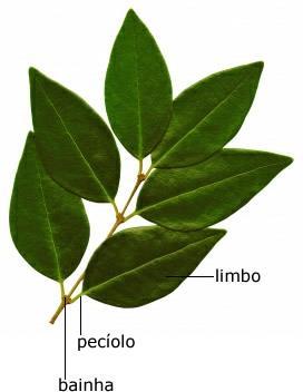 A folha é composta de três partes principais: limbo, pecíolo e bainha. Limbo: O limbo é a região mais larga da folha.