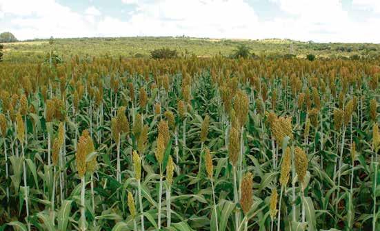 Introdução Na época da seca, em que a oferta de pasto não é suficiente para alimentar o rebanho, o uso de forragem conservada é uma solução.