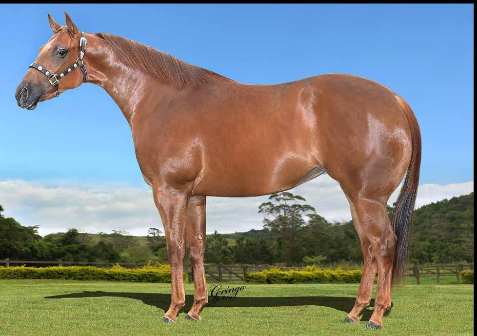 Lote 16 SENHORA SHAZOOM SHOW FÊMEA - Quarto de Milha - PO - 01/07/2014 - ALAZAO - P201486 Vendedor: HARAS SHOW SHAZOOM EASY BY 116 TAKIN ON THE CASH KEEP ON SHINING EASY AMOS SHINEY STRIDE DASH FOR