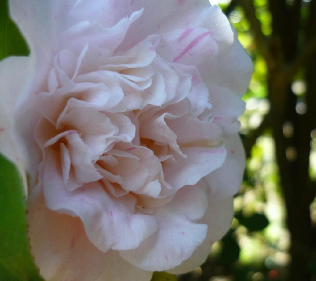 Flores; Folhas; Porte arbustivo (chegando a arbóreo);