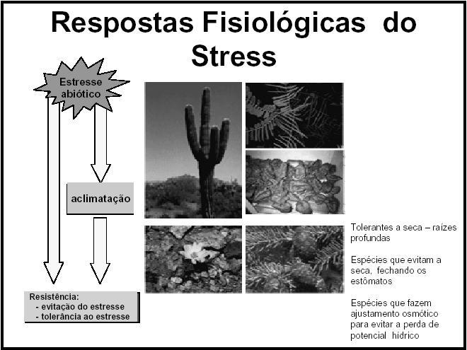 pode ser agrupado em duas categorias: Mecanismos de