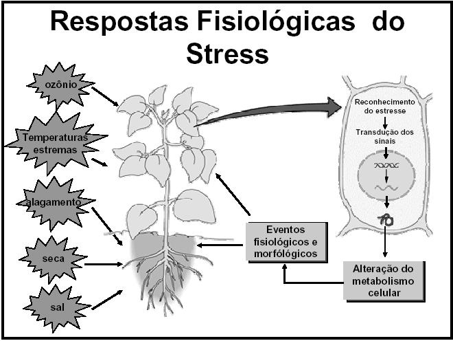 abiótico Mecanismos de tolerância: permite com que a