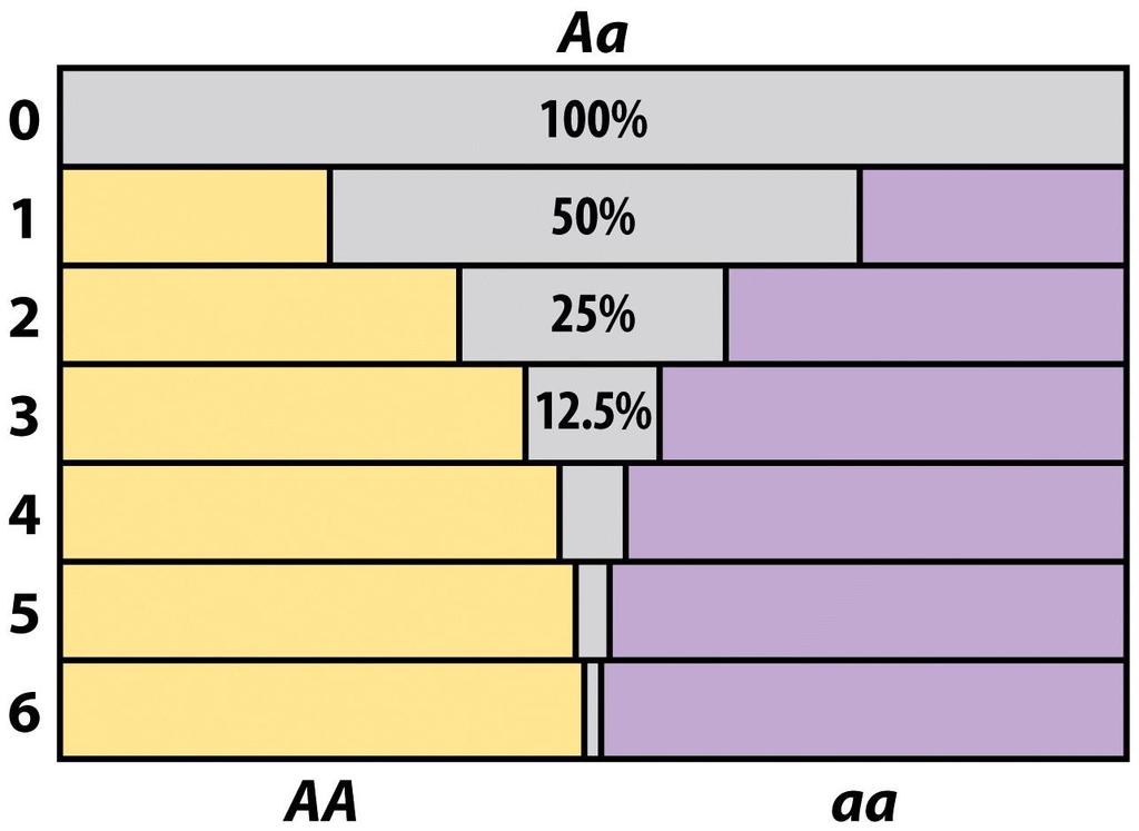 Gerações de autofecundação Efeitos da endogamia