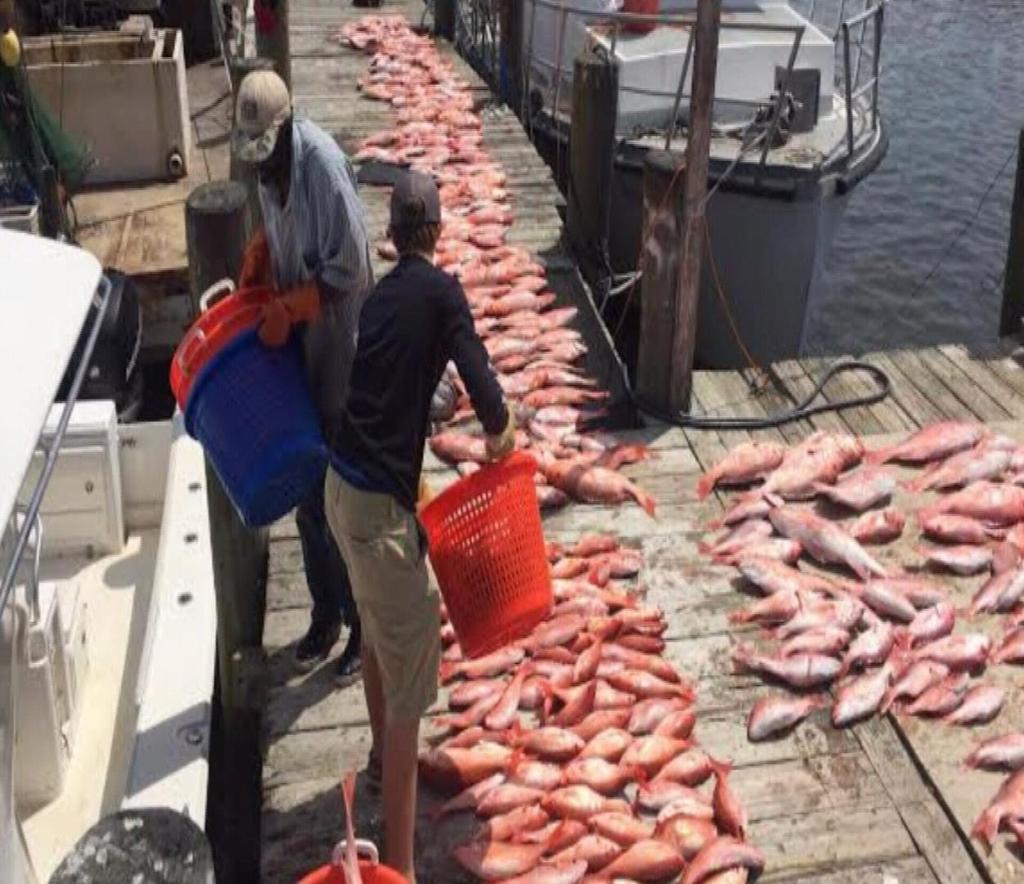 pesca nos EUA Aumento da cota do Pargo Vermelho (Red Snapper)