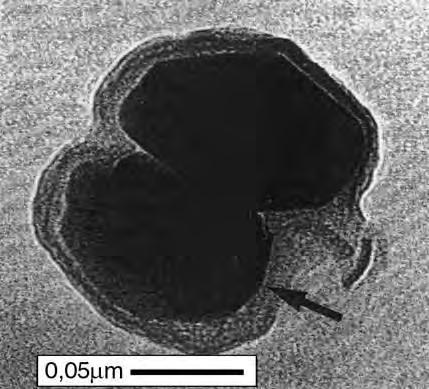 Imagens SEM: óxidos de ferro primários Os minerais portadores da magnetização primária