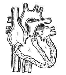 Nos capilares dos rins, as substâncias presentes no sangue, como água, glicose, aminoácidos, sais e proteínas, saem e formam o filtrado glomerular ou urina inicial.