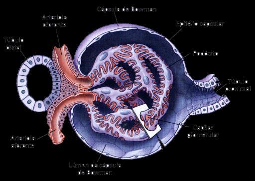 FILTRAÇÃO NO CORPÚSCULO RENAL MECANISMOS RENAIS DE PRODUÇÃO DE URINA