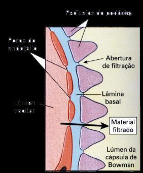 túbulos renais) O volume filtrado no corpúsculo renal é de 180 litros