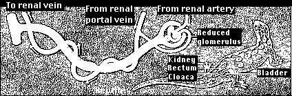 renal capilares peritubulares veia renal REABSORÇÃO E SECREÇÃO NOS TÚBULOS RENAIS Segunda etapa na