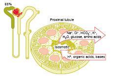Túbulo Proximal Reabsorção da maior parte do filtrado, seguida pela reabsorção (isosmótica) de água.