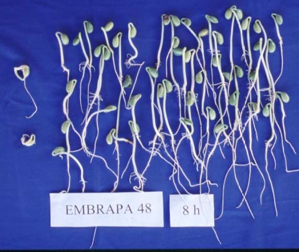 pré-condicionamento: Note a drástica redução do número de plântulas anormais