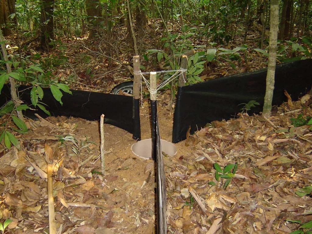 39 Figura 8 Esquema de uma das armadilhas de interceptação e queda instalada para a captura de lagartos nas ilhas selecionadas no Reservatório de Tucuruí, Pará.