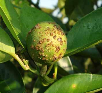 3 cm Figura 9 - Sintomas iniciais de cancro cítrico em frutos. doce (C. sinensis).