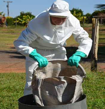 A B C D Figura 24 - Desinfestação preventiva de material de colheita