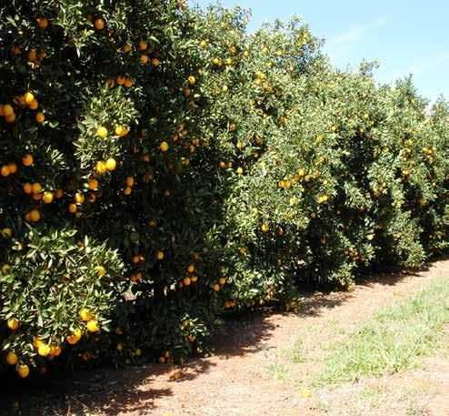 se destaca por ser a variedade de laranja doce de menor suscetibilidade ao cancro cítrico cultivada comercialmente no Brasil.