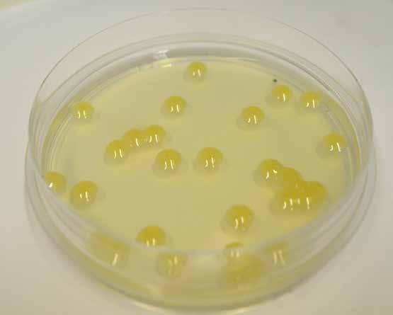 Figura 2 - Colônias de Xanthomonas citri subsp. citri em meio de cultura ágar nutriente. rias (classe Gammaproteobacteria).