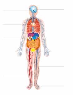 Principais complicações crónicas da Diabetes: Neuropatia e Amputação Retinopatia Nefropatia Doença cardiovascular (DCV) Olhos (retinopatia) Coração e Circulação Coronária (doença coronária) Rim