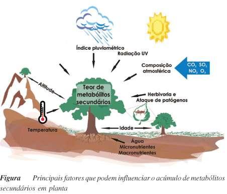 METABOLISMO