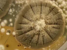 fungos filamentosos