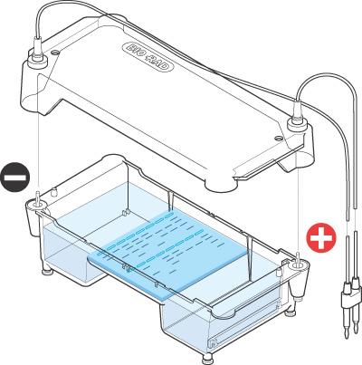 plasmídico Electroforese em gel