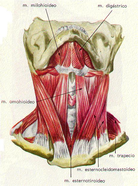 mandíbula): a) Temporal; b) Masseter; c) Pterigoideo lateral; d) Pterigoideo