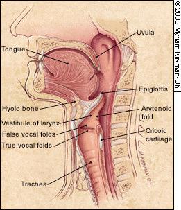 a b c d Figura 3: a) Cavidade oral e estruturas: língua, úvula, osso hióide, epiglote, vestíbulo da laringe
