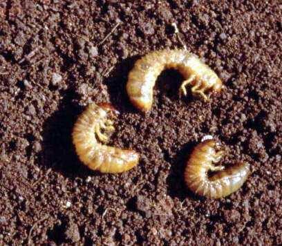 Pessoal, as suas larvas passam por quatro estágios. Passam a fase de pulpa no solo, esta fase dura em torno de três semanas, coincidindo com o início do verão, quando eclodem os adultos.