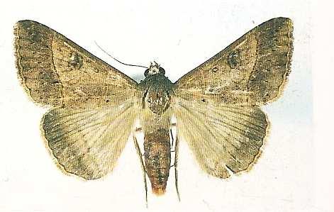 Amigos, já a mariposa do curuquerê dos capinzais mede 42 mm de envergadura, apresentando as asas de
