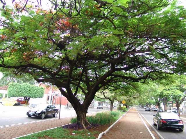 Arborização urbana Constituídas de árvores e arbustos dispostos nas calçadas, com objetivo de promoverem embelezamento, sombreamento e