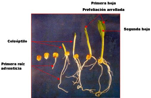 ESTÁDIO 0 (Semeadura à emergência) primeira folha e prefoliação enrolada coleóptilo segunda folha raízes seminais Radícula, raízes seminais, coleóptilo, mesocótilo Sistema radicular seminal sem
