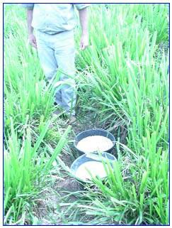 Recomendação da sobressemeadura de aveia forrageira em pastagens tropicais ou subtropicais irrigadas 3 piquete.