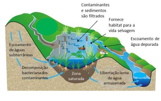 Desde sempre, existiram zonas húmidas naturais, muitas vezes usadas para descarga de águas residuais, a experiência demonstrou uma elevada depuração desses efluentes Características gerais