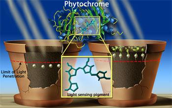 Fitocromo pigmento associado a uma proteína espectro de absorção do fitocromo efeito do