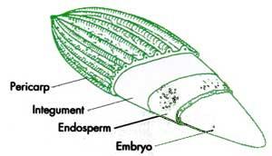 sementes dormentes pericarpo endosperma embrião quando o endosperma é removido, o embrião sempre se