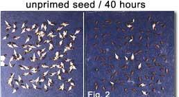 Dormência em sementes de alface sem condicionamento fisiológico priming: