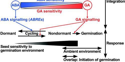 Modelo de regulação da dormência e da germinação: fatores ambientais afetam a [ABA]/[GA] biossíntese/catabolismo dormência profunda
