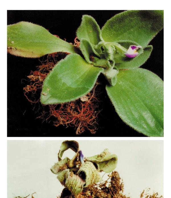 Craterostigma plantagineum Superfilo: Spermatophyta Família: Scrophulariaceae efeitos da